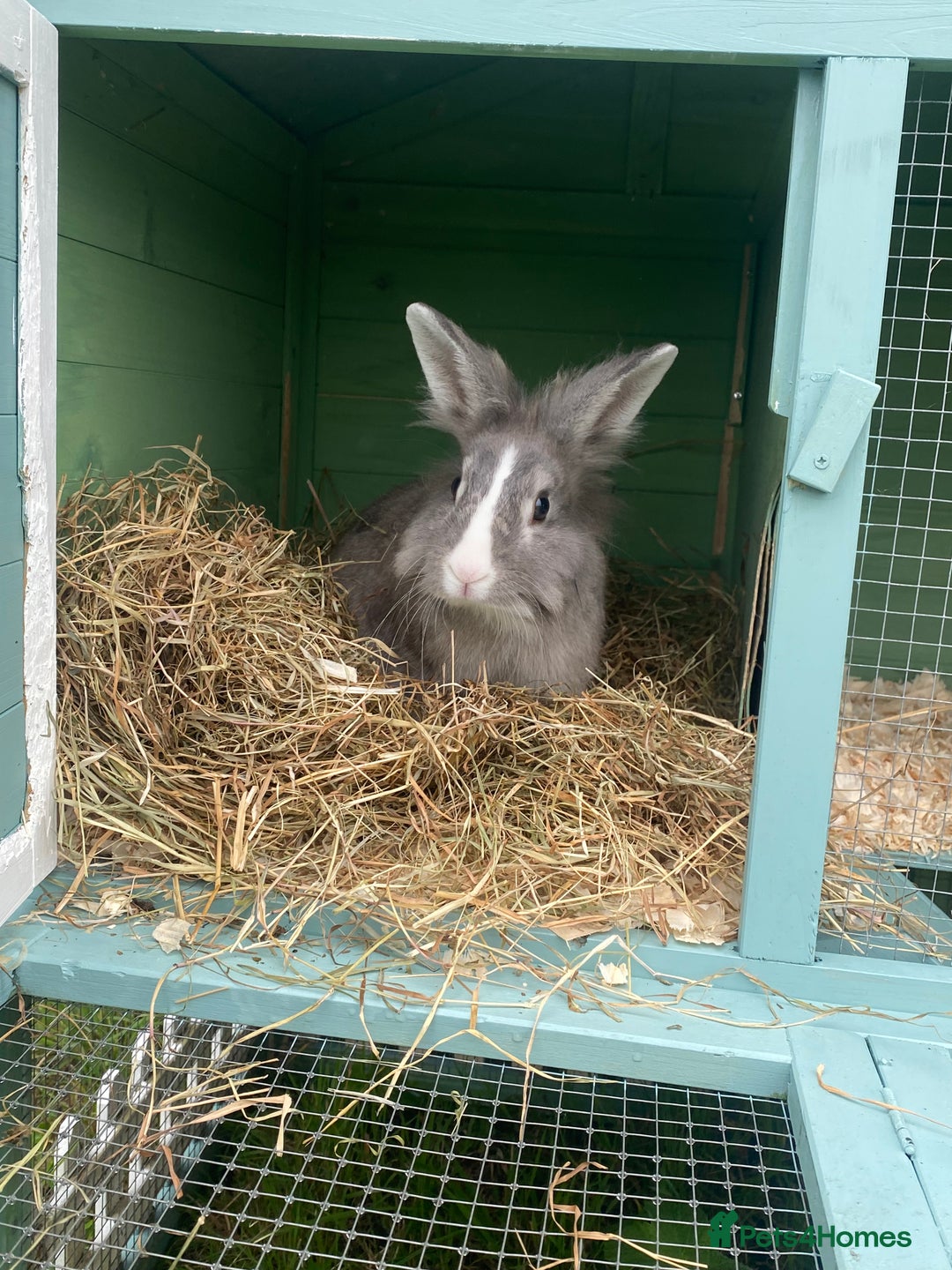 Lionhead rabbits for sale: lionheads for sale, ONE LEFT   in Holsworthy - Image 12