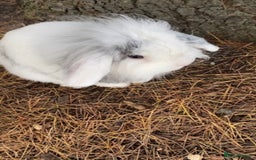 Mini Lop rabbits for sale: Mini lop bunny - Image 2