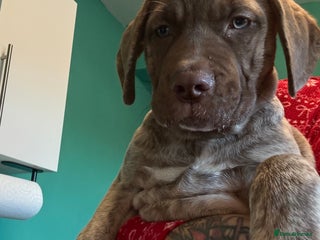 Mixed Breed dogs - Advert 9