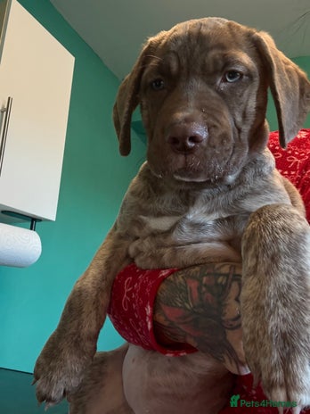 Mixed Breed dogs - Advert 8