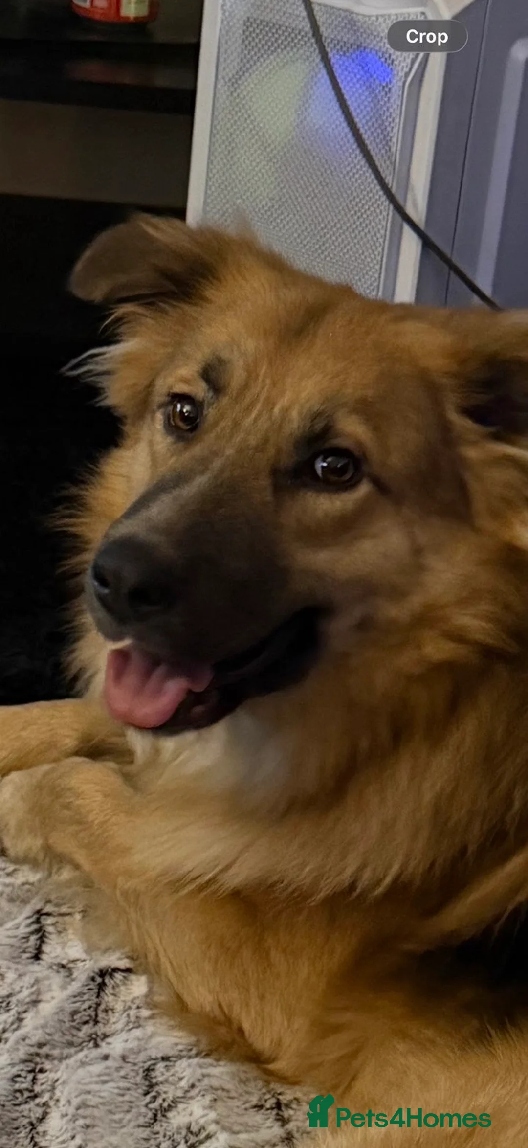 Mixed Breed dogs for sale: German shepherd/border collie in Colchester - Advert 4