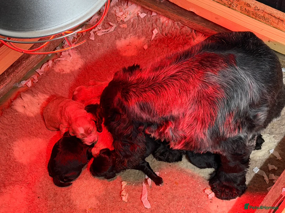 Cockapoo dogs for sale: 2 boys left F1 cockapoos ready to go  - Advert 1