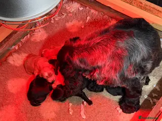 Cockapoo dogs 2 boys left F1 cockapoos ready to go - Advert 9