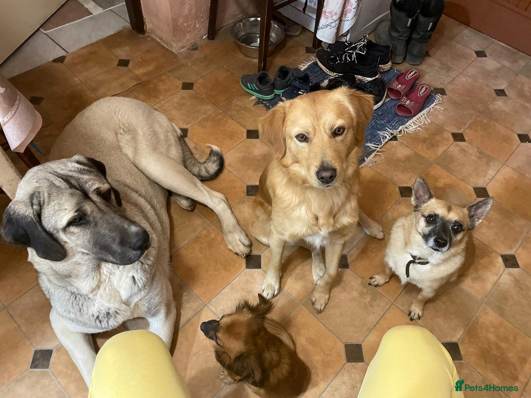 Anatolian Shepherd dogs for sale: Malakli Puppies - Image 25