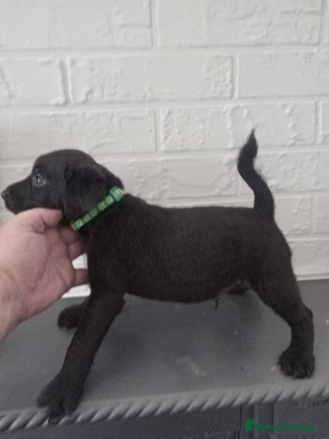 Patterdale Terrier dogs for sale: Patterdale pups for sale ready now - Image 19