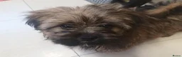 Shih Tzu dogs for sale: Shih  Tzu  girl  - Advert 3