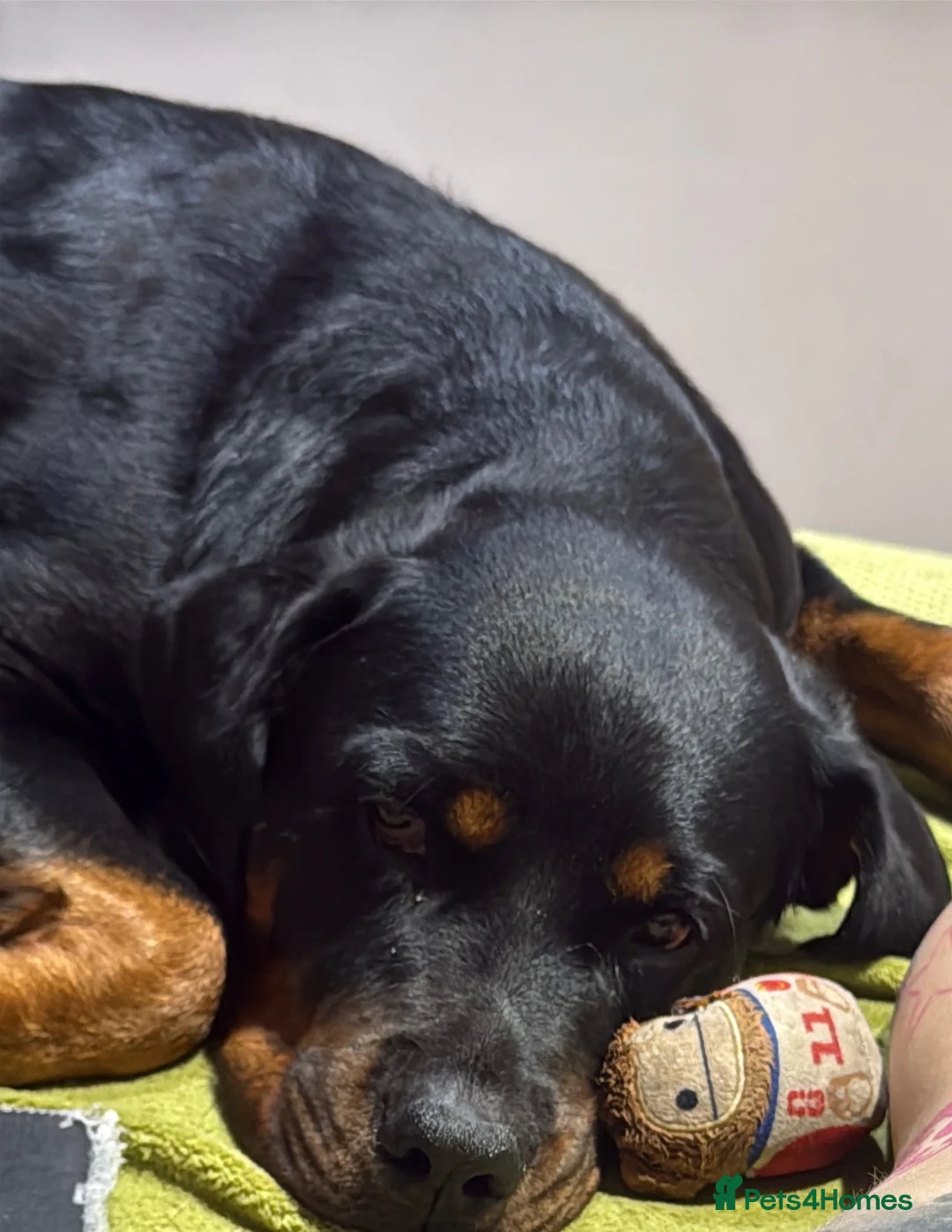 Rottweiler dogs for sale: One year old rottie girl  - Advert 2