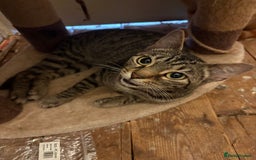 Bengal cats for sale: Half Bengal Female - Image 4