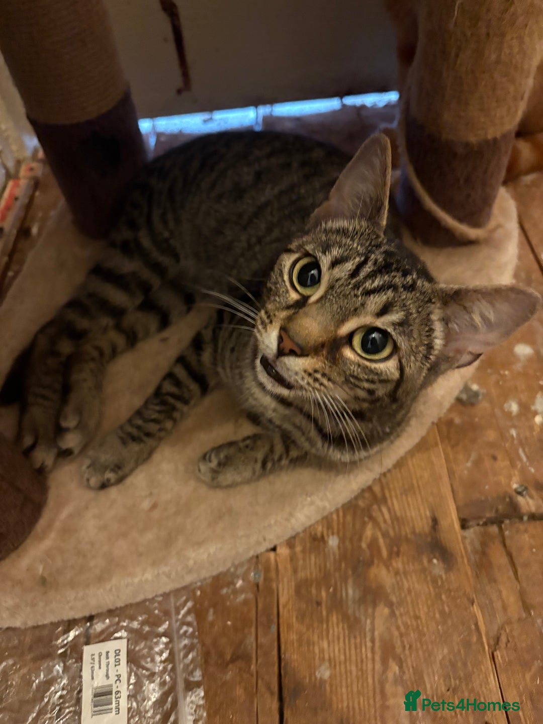 Bengal cats for sale: Half Bengal Female - Image 4