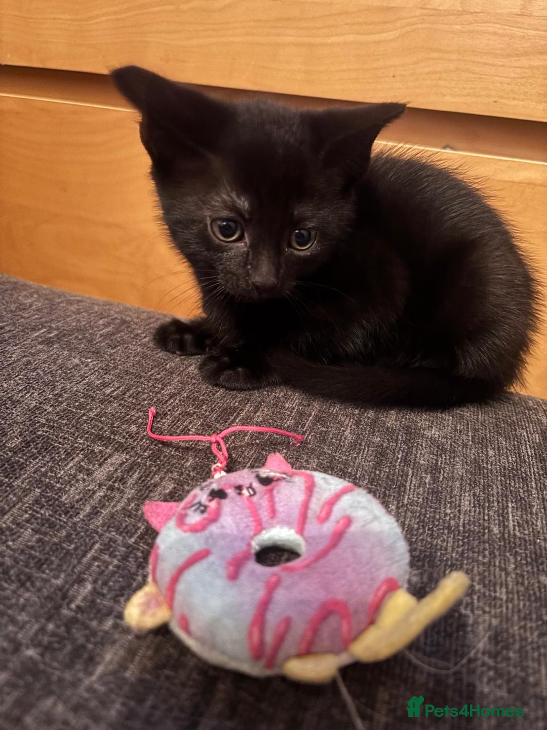 Mixed Breed cats for sale: 6 loving kittens looking for a new home. - Image 4