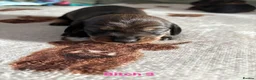 Dachshund dogs for sale: Teckel puppies - Standard size  - Advert 7