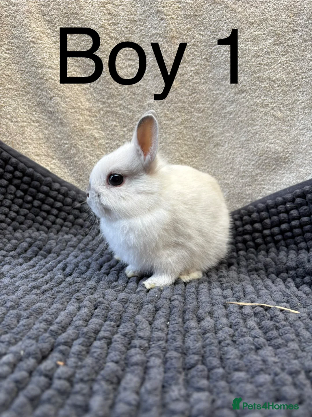 Netherland Dwarf rabbits for sale: Pure bred Netherland dwarfs  - Advert 6