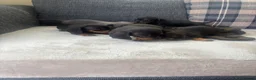 Dachshund dogs for sale: Beautiful dachshund puppies  - Advert 6