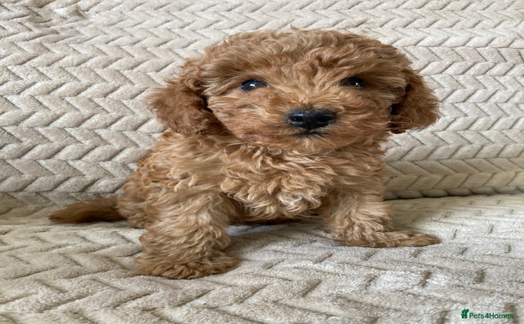 Cockapoo dogs - Advert 13