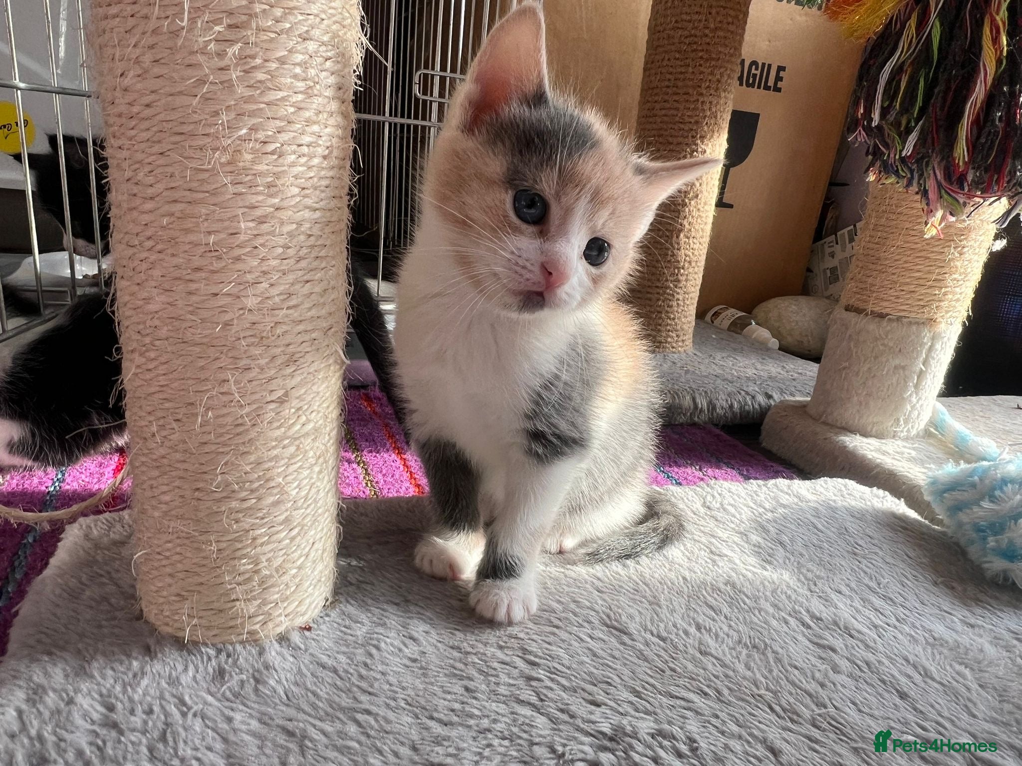 Mixed Breed cats 4 rescue kittens looking for forever homes - Advert 1