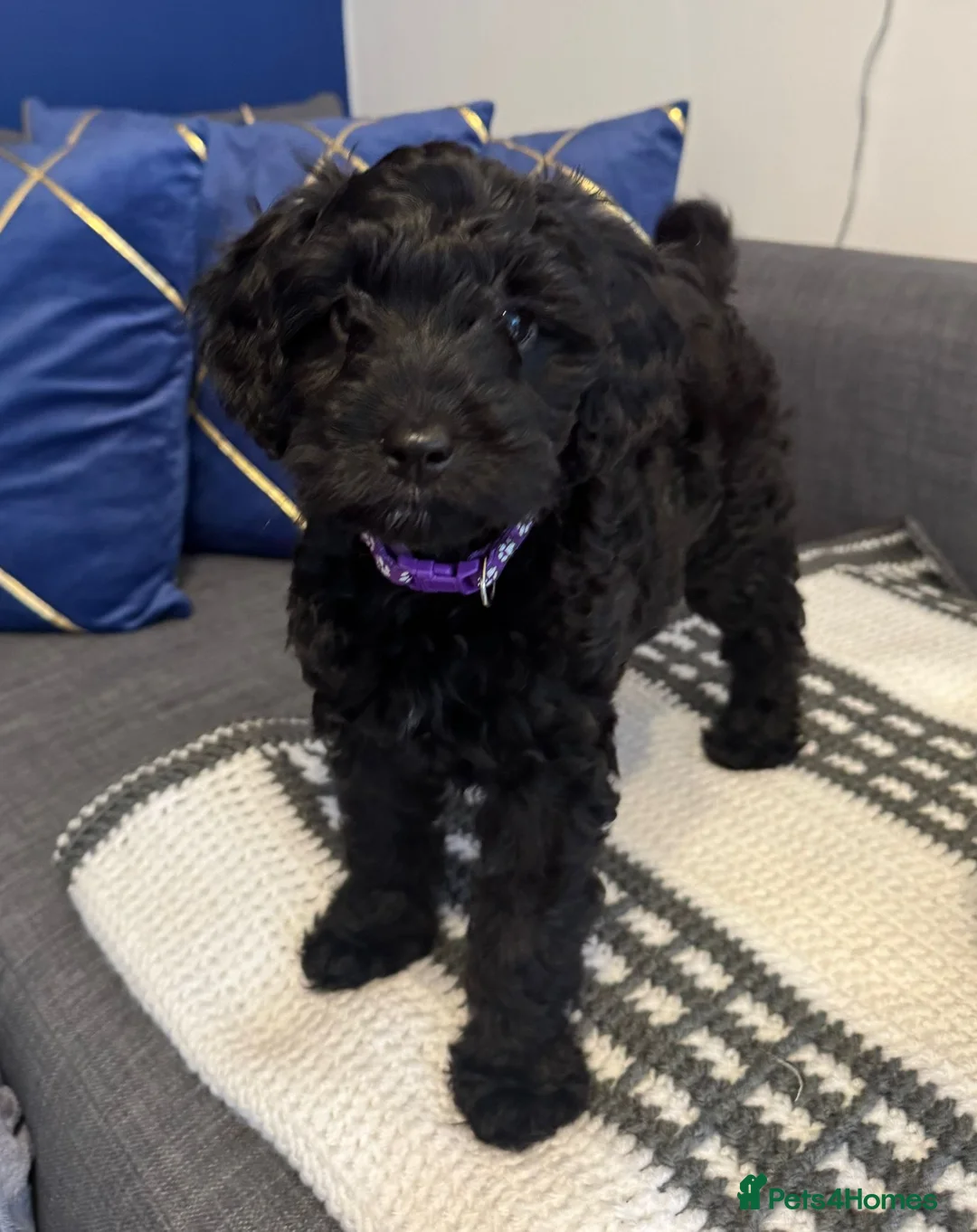 Cockapoo dogs for sale: F1B Cockapoo puppy’s  - Advert 2