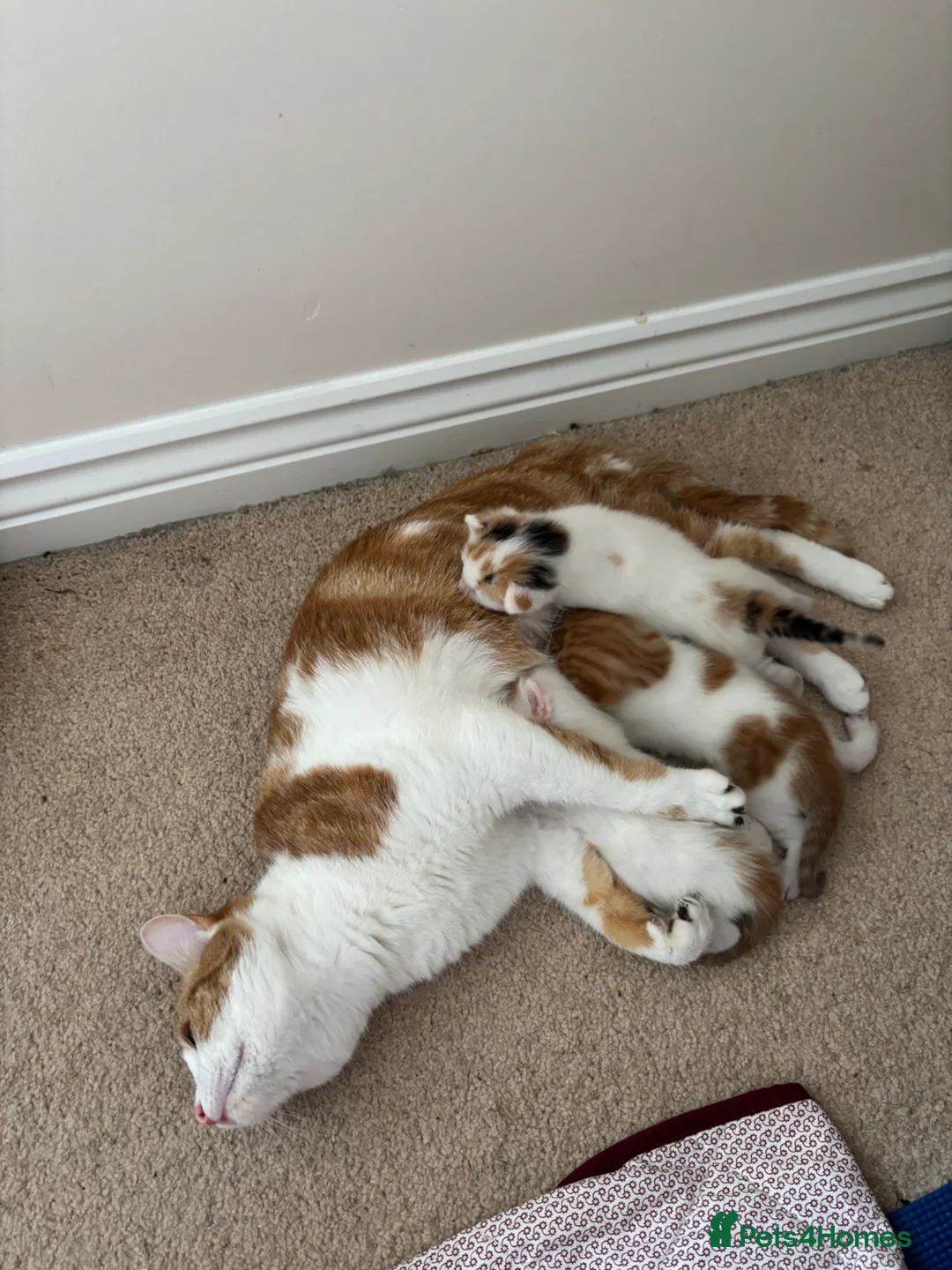 Domestic Shorthair cats for sale: Gorgeous white and ginger mixed kittens - Advert 2