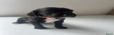 Lucy- Orange collar 
