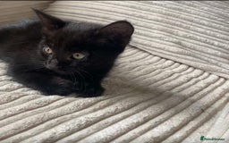 American Shorthair cats for sale: Female kitten - Image 1