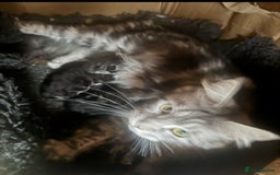 Maine Coon cats for sale: XXL Maine coons ready November  - Image 2