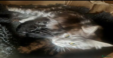 Maine Coon cats - Advert 12