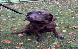 Labrador Retriever dogs for sale: Outstanding Quality Chocolate Labrador Puppies - Image 32