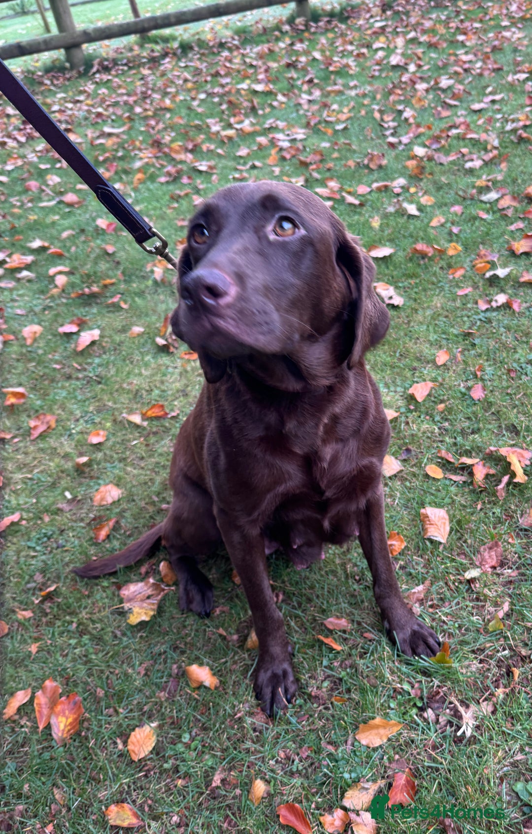 Labrador Retriever dogs for sale: Outstanding Quality Chocolate Labrador Puppies - Image 32