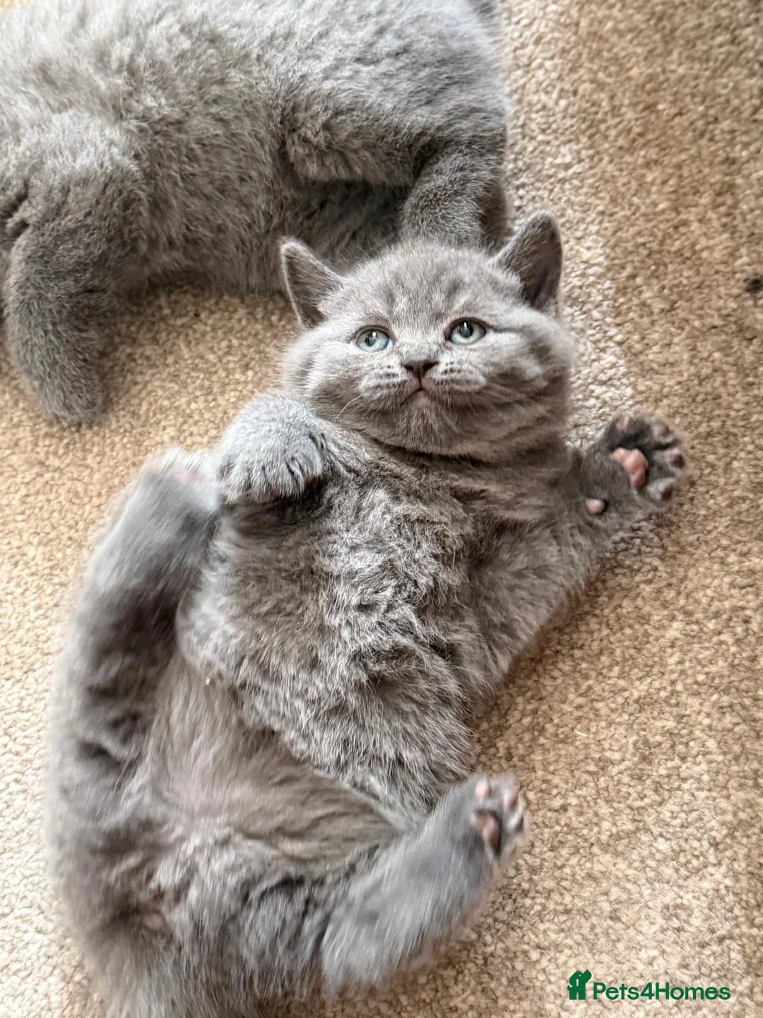 British Shorthair cats for sale: Beautiful confident fluffy British shorthair  - Advert 1