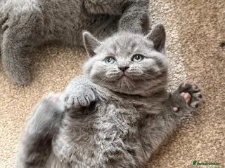 British Shorthair cats Beautiful confident fluffy British shorthair - Advert 2