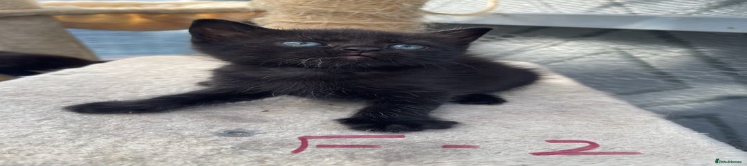 Mixed Breed Kitten 6