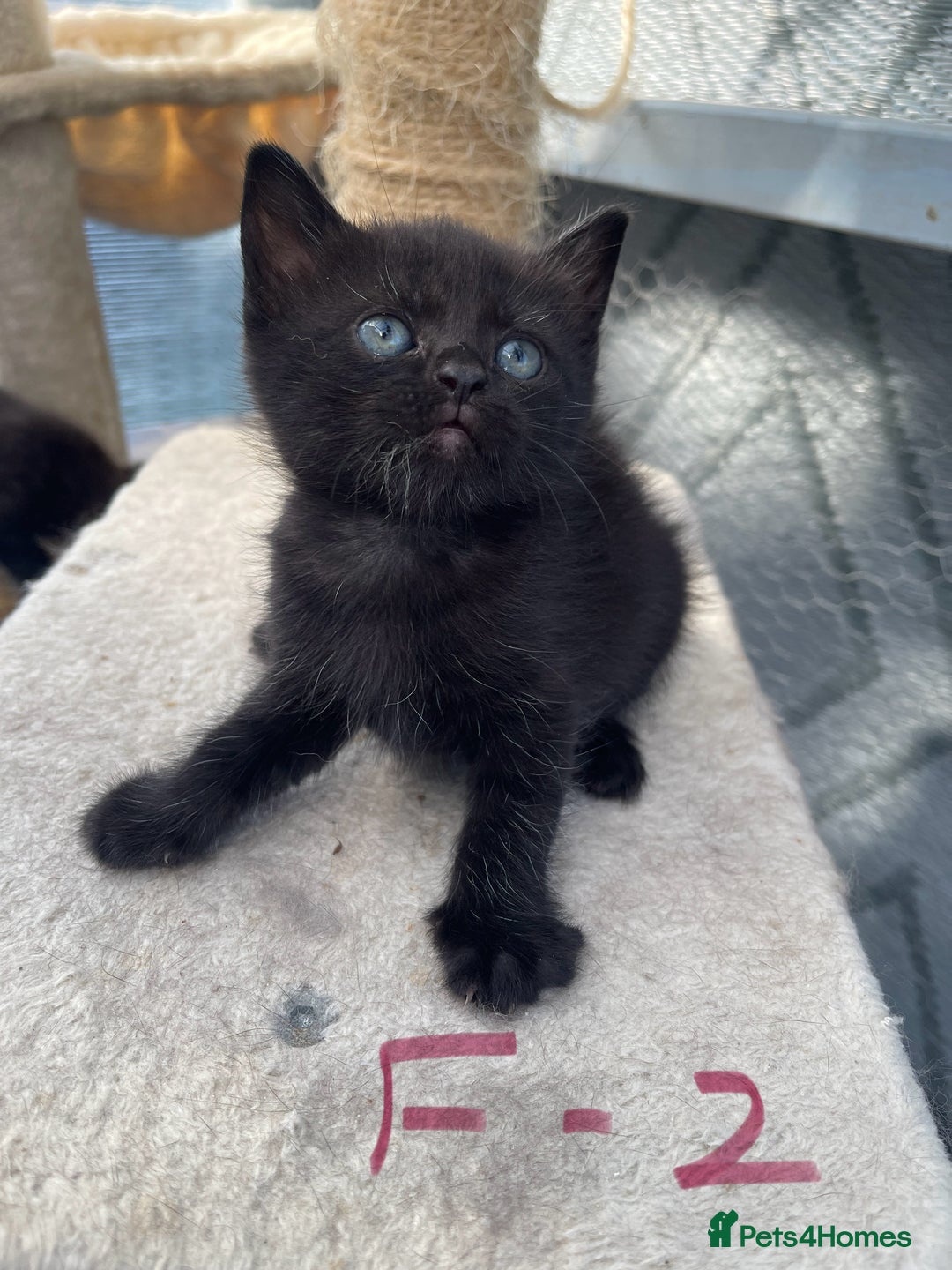 Mixed Breed cats for sale: Half british shorthair kitten - Image 8