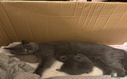 British Shorthair cats for sale: Beautiful British short hair kitten  - Image 11