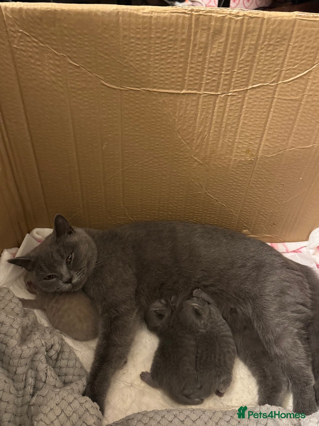 British Shorthair cats for sale: Beautiful British short hair kitten  - Image 11