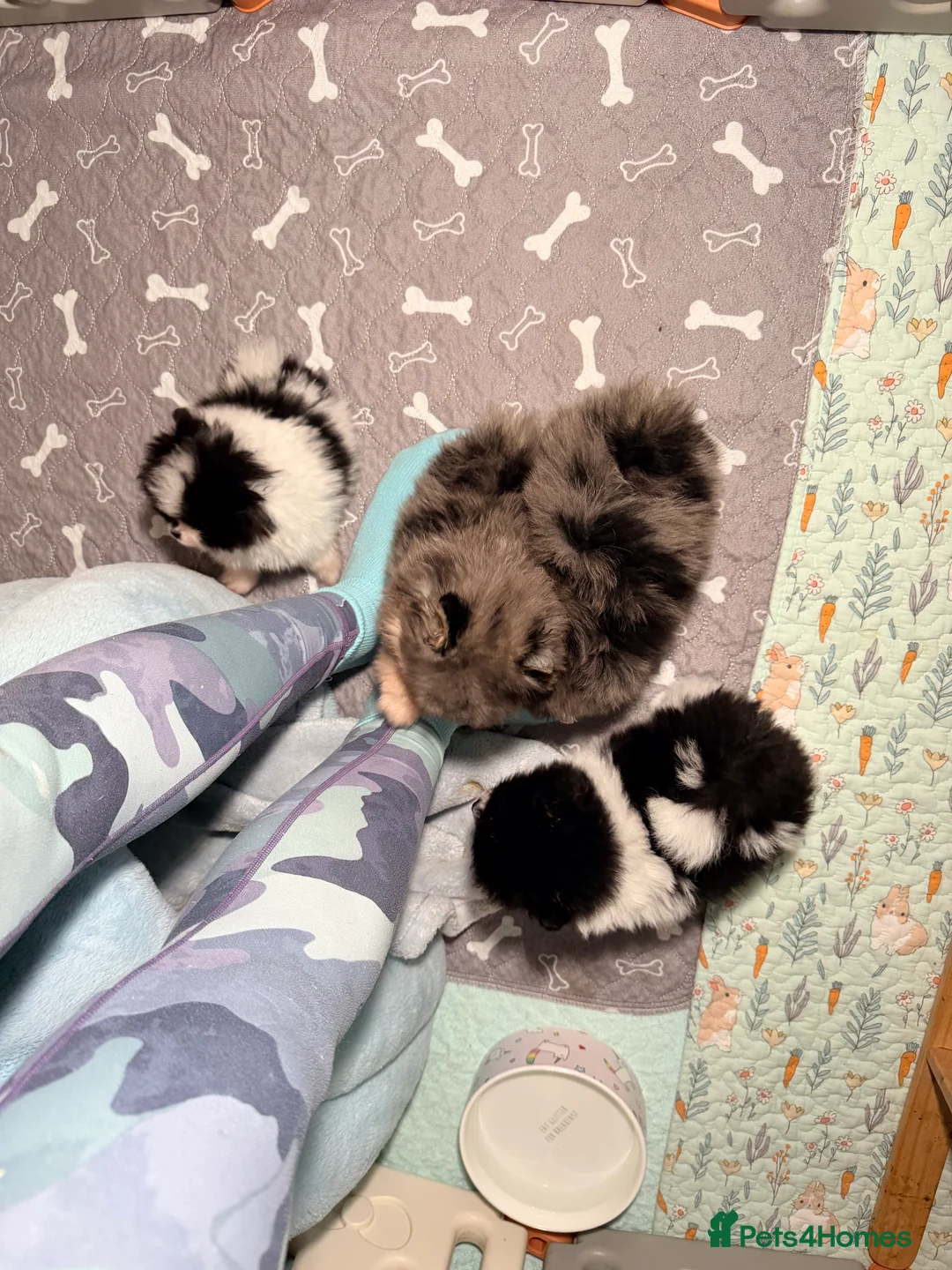 Pomeranian dogs for sale: Party color Pomeranian boy like a panda bear - Advert 22