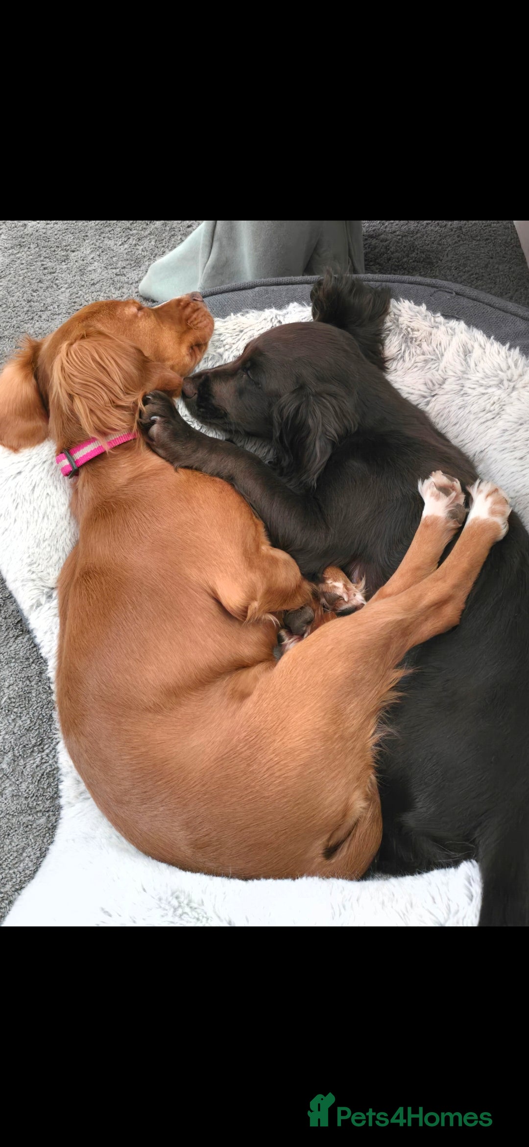 Cocker Spaniel dogs for sale: 5 beautiful cocker spaniel puppies - Advert 8