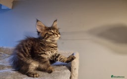 Maine Coon cats for sale: TICA REG.  Amazing kittens  - Image 6