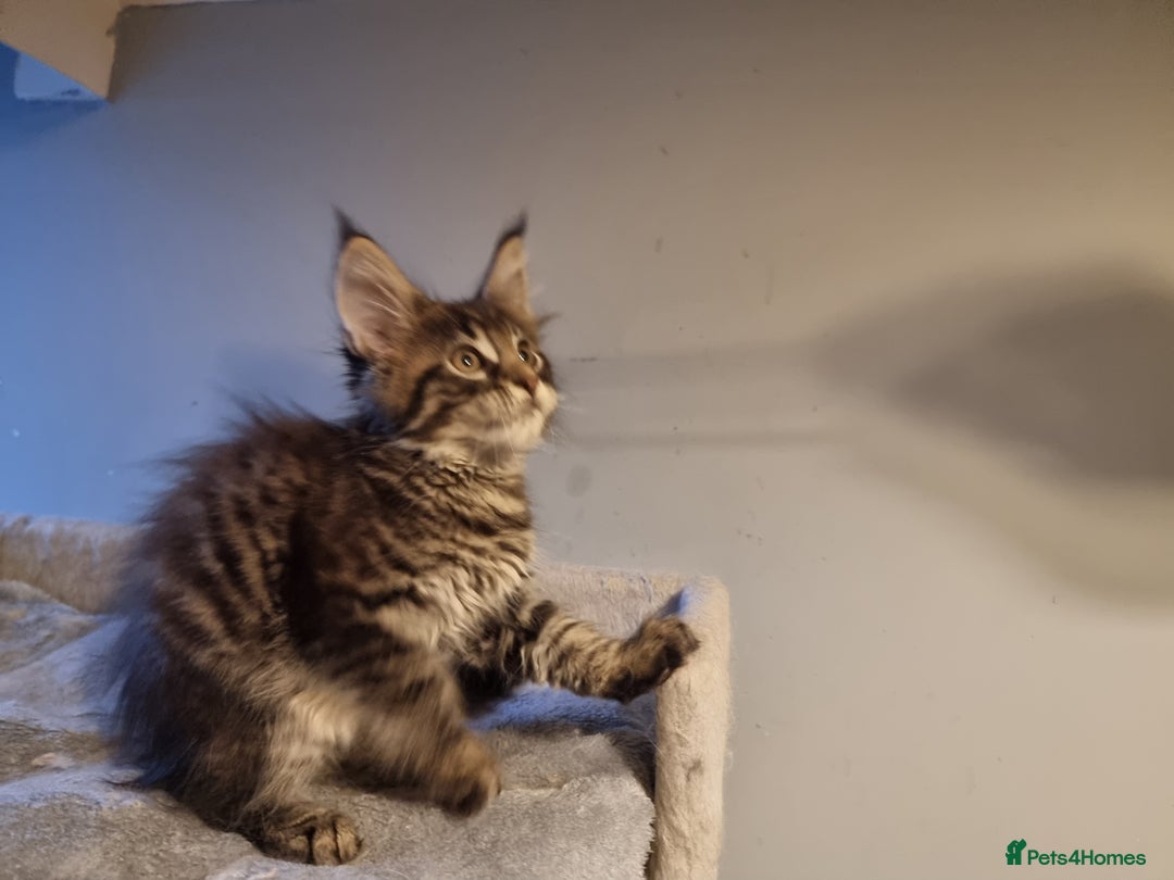Maine Coon cats for sale: TICA REG.  Amazing kittens  - Image 6