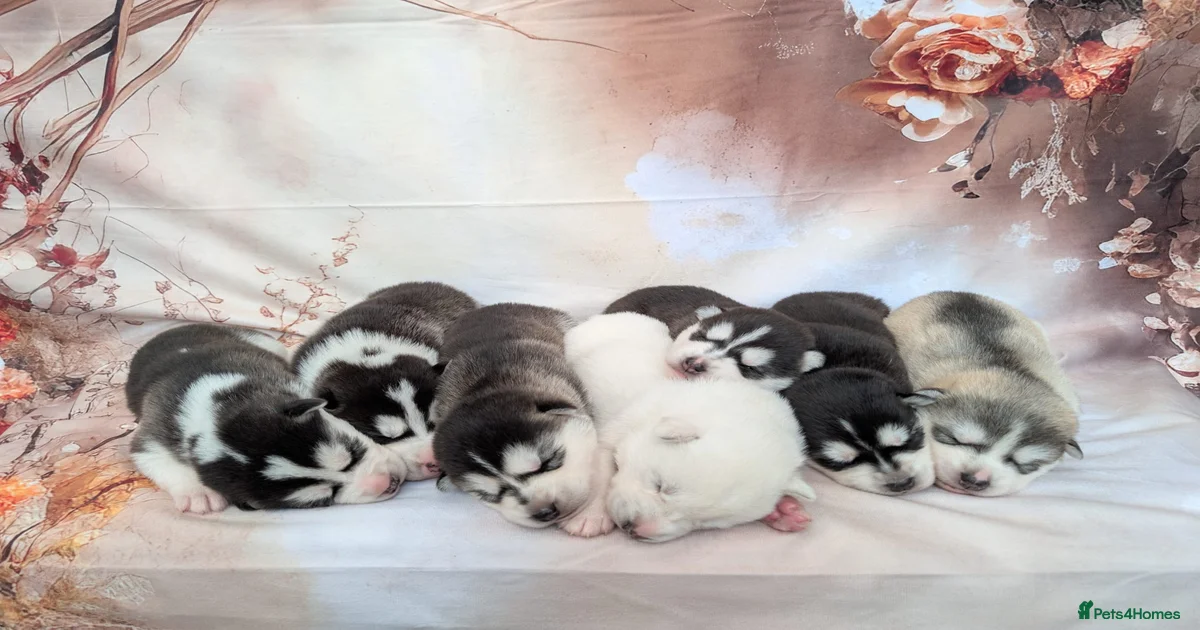 Siberian Husky Puppies for sale in Chester, Cheshire West and