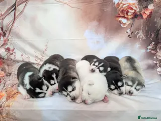 Siberian Husky dogs Beautiful Siberian husky puppies - Advert 3