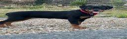 Rottweiler dogs for sale: Rottweiler puppies for show & breeding - Advert 38