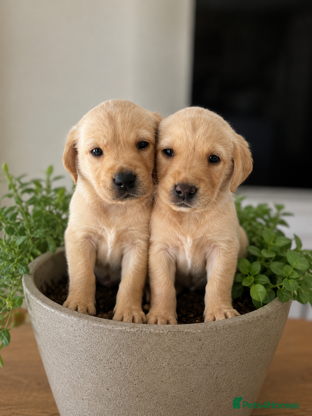 Goldador dogs 11 Beautiful Goldador puppies - Advert 2