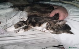 Mixed Breed cats for sale: Kitten - Image 2
