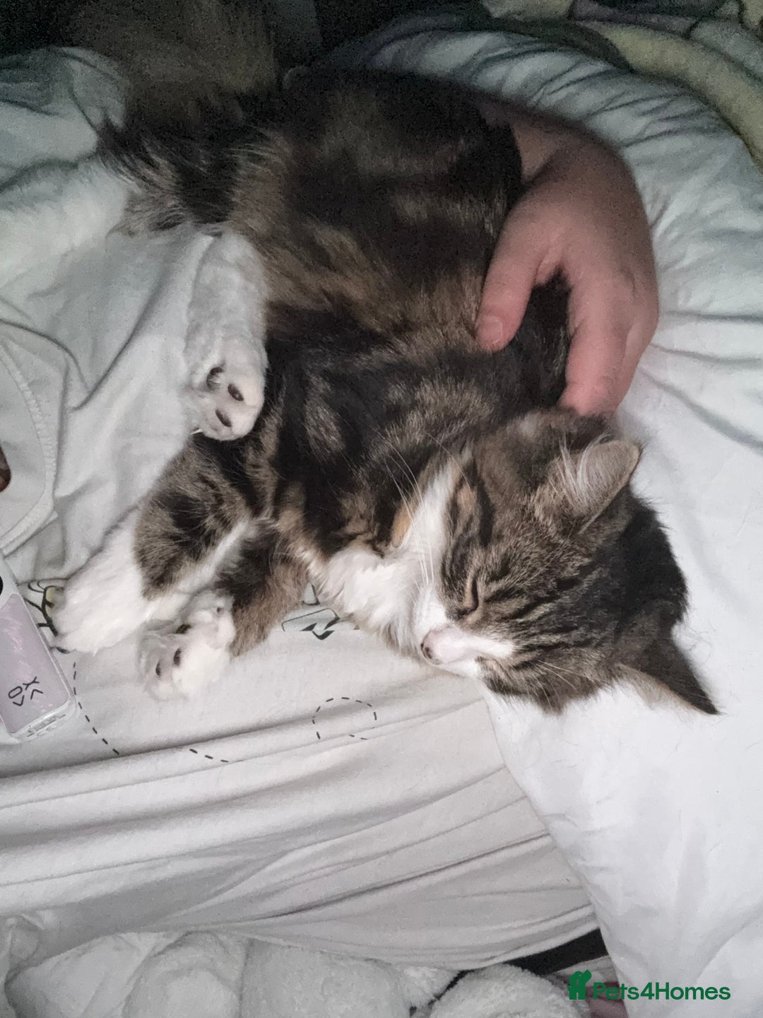 Mixed Breed cats for sale: Kitten - Image 2