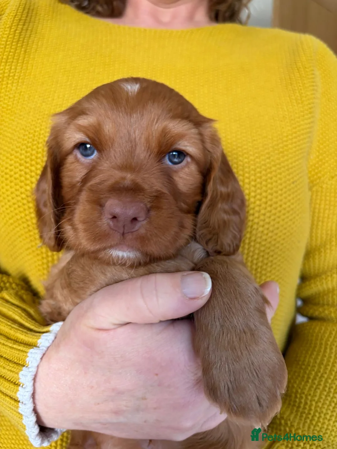 Cocker Spaniel dogs for sale: Adorable healthy Cocker Spaniel puppies - Advert 25