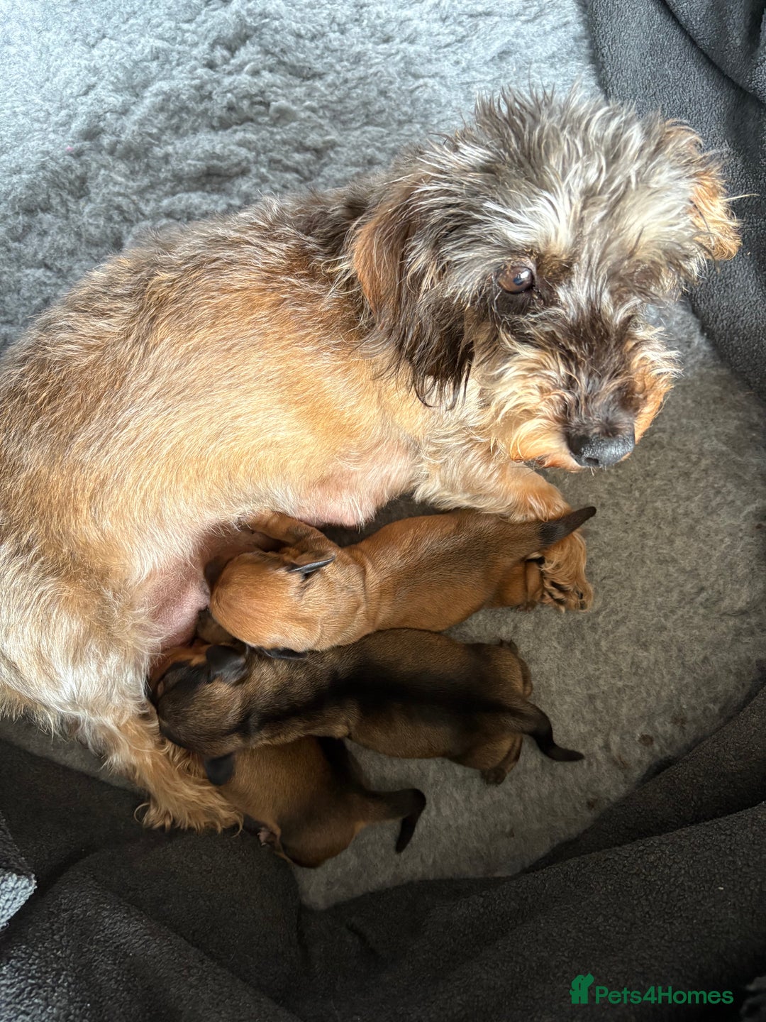Miniature Dachshund dogs for sale: Miniature wirehaired dachshund puppy - Image 7