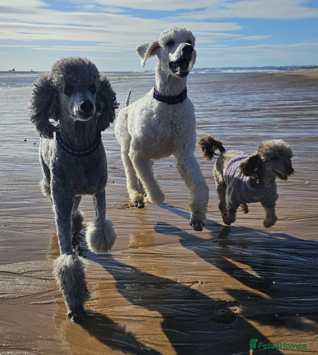 Bernedoodle dogs for sale: All currently reserved! Quality F1Bernedoodle pups - Advert 15