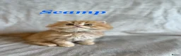 Persian cats for sale: 5 Beautiful Pure Persian Kittens - Advert 5