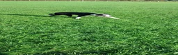 Border Collie dogs for sale: Border collie bitch - Advert 2