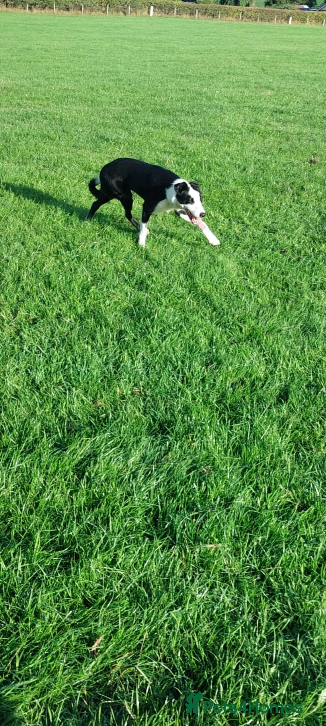 Border Collie dogs for sale: Border collie bitch - Advert 2