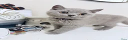 British Shorthair cats for sale: Full Pedigree British Shorthair Kittens  - Advert 4